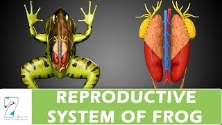 Reproductive System of Frog [upl. by Anahpos118]