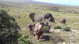 Causse Méjean Lozère débardage à cheval sur le site des chevaux de Przewalski [upl. by Stranger]