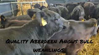 18 Quality Aberdeen Angus bull weanlings for sale [upl. by Aldredge937]