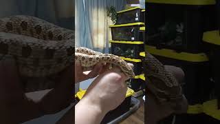 Gina Cute Hognose Snake [upl. by Annahaj201]