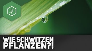 Transpiration Wie schwitzen Pflanzen [upl. by Giliana12]