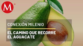 Empacadora de aguacates en Michoacán  Conexión Milenio [upl. by Nedak243]