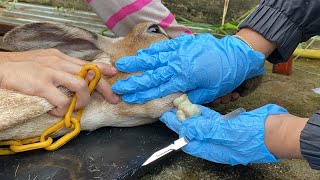 Caseous Lymphadenitis CLA treatment for Sheep  Goat [upl. by Cheyney]