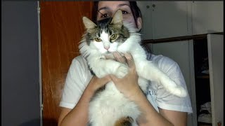 VLOG 1  VOLVÍ TENGO UNA GATITA Y DEJÉ LA FACULTAD [upl. by Curren575]