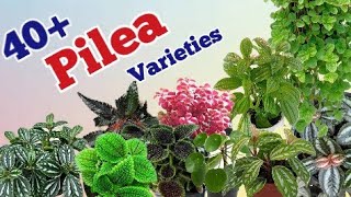 40 Pilea plants varieties types of pilea plantsPinkish paradise [upl. by Tebor]