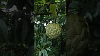 Sharifa organic Fruit Farming sharifa farming shorts [upl. by Akinuahs]