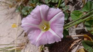 Discover the Magic of Sea Bindweed on the Shoreline [upl. by Dowski]