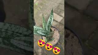 Sansevieria Trifasciata Moonshine Mutation ✅ [upl. by Rolyks229]