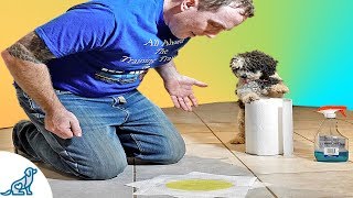 How To Stop Your Puppy From Peeing Indoors [upl. by Terena]