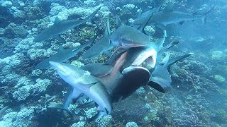 Shark hunting in Fakarava South [upl. by Beetner791]