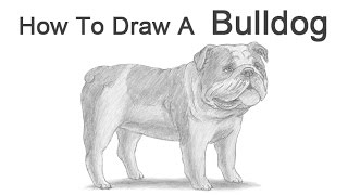 How to Draw a Dog English Bulldog [upl. by Now]