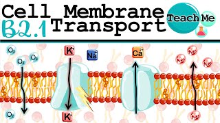 B21  Membrane Transport  IB Biology SLHL [upl. by Lihp]