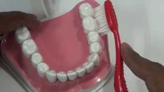 Bass Technique of Toothbrushing  Brushing Demo Tips to Follow [upl. by Crifasi]