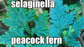 peacock fern🦚 selaginella care and propagation അറിയേണ്ടതെല്ലാം [upl. by Dao119]