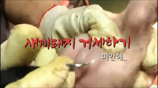 19금 새끼돼지 거세하기  Castration of piglet male [upl. by Catherin]