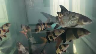 Best Arowana Fish Tank Mates My Clown loach hungry [upl. by Arihppas]