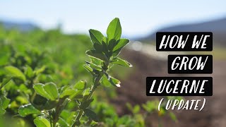 Growing Lucerne Alfalfa Update  OffGrid Surface Irrigation System  KAROO KIDS [upl. by Armillas]