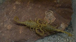 Scorpion Mating Ritual [upl. by Attenauq]