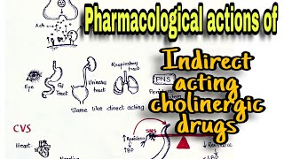 Cholinergic Drugs Pharmacological Action Indirect Acting Drugs and Anticholinesterases [upl. by Theresina10]