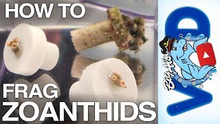 How To Frag Zoanthid Coral  BigAlsPetscom [upl. by Anasus]