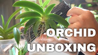 Orchid Plant Unboxing 7 New Delightful Plants For My Greenhouse From Spicesotic [upl. by Miharbi]