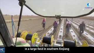 GLOBALink  Xinjiang cotton harvest Foreign friends ask us these questions [upl. by Sokil]