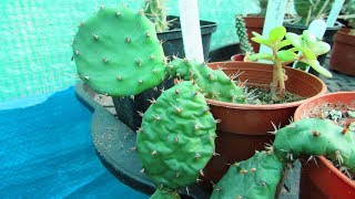 Watering wrinkled Opuntia Prickly Pear Cacti after 7 months  BEFORE amp AFTER [upl. by Aleyak]