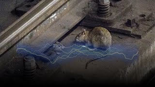 Why Rats Dont Get Electrocuted [upl. by Gould411]