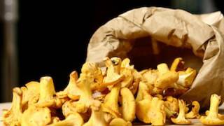 Recette de cuisine  Cueillette et conservation des chanterelles girolles [upl. by Nalim]