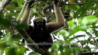 Hoolock Gibbon the only ape species found in India [upl. by Mcroberts608]