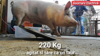 Cum iasa un porc la lupta 220 kg  Taierea Porcului [upl. by Latta]