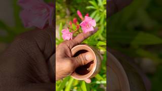 nerium oleander कनेर  शतकुंभ flower shorts [upl. by Melburn]