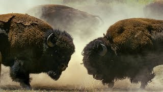 Bison Fight for Mating Rights  BBC Earth [upl. by Anaeco13]