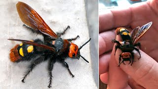 Ужалила гигантская оса Сколиягигант Megascolia maculata [upl. by Ahsiakal]