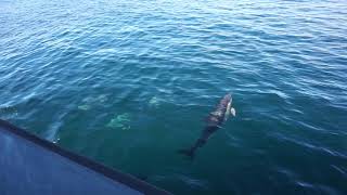 Incredible pod of dolphins off the Isle Of Mull Scotland [upl. by Sidras]