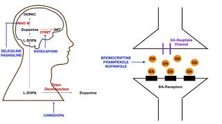 Parkinsons Pharmacology [upl. by Alyosha156]