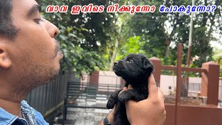 😦😦 ലെ കാത്തു  quotഞാൻ നിക്കണോ പോണോquot  Life of Kathu  Superactive German shepherd  Labrador Mix [upl. by Anillek]