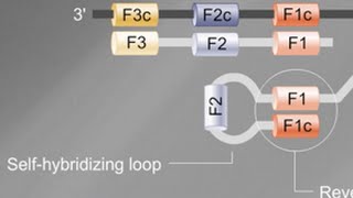 Loop Mediated Isothermal Amplification LAMP Tutorial [upl. by Pike]