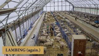 The First Week of Lambing THEY CAME EARLY Vlog 147 [upl. by Xirtaeb]