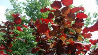 Corylus maxima Red Zellernus Purpleleaved Hazel [upl. by Adnalay967]