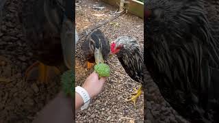 cutenessoverload ducklinglove cuteanimals babyducklings animals domesticduck handfeeding [upl. by Felisha]