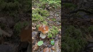 🍄🍄🍄🌲⛰️🔥mushroom boletus shorts nature porcini fungi грибы осень pilze грибочки білігриби [upl. by Edmea]