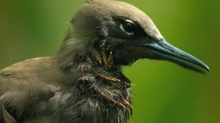 This Tree Lures And Kills Birds For Absolutely No Reason [upl. by Inigo808]