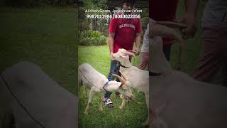 Saanen Goat Kids at Al Khan Goats in Jogeshwari Mumbai [upl. by Sansen]