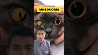 Anisocoria en los gatos 😱 vetlife [upl. by Alper763]