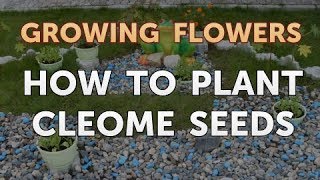 How to Plant Cleome Seeds [upl. by Burbank927]