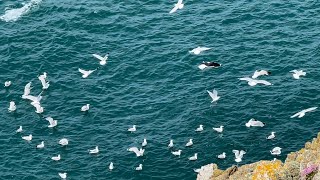 Birdwatching and hiking from North Stack to Breakwater Country Park [upl. by Ecydnak]