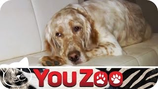 LuxusHundehotel vs Tierheim  der spannende Test │YouZoo [upl. by Jenesia]