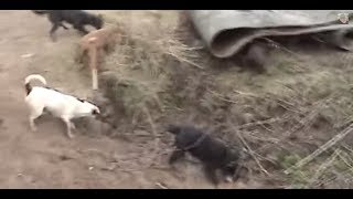 Ratting Fast action ratting with terriers ratting on farms ratting video 201718 [upl. by Clarine913]