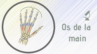 Osteologie  Anatomie des os de la main [upl. by Legra]